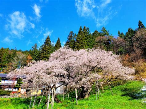 臥龍桜 開花状況|臥龍桜の花見・桜情報【2024】｜ウェザーニュー